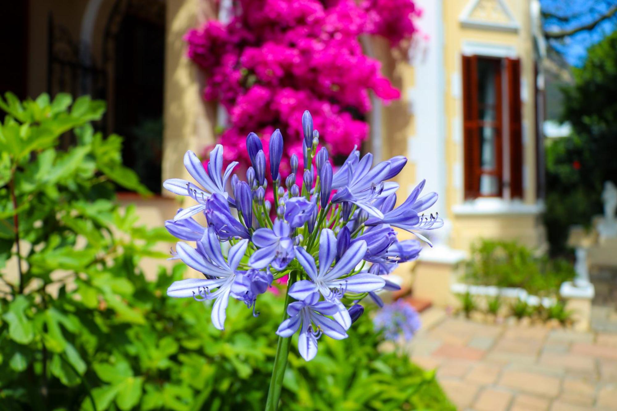 Carmichael House Boutique Hotel Cape Town Exterior foto